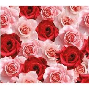 SACO PARA PRESENTE FLORAL ROSAS 35X54 G1 COM 50 CROMUS